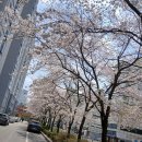 달콤한 민들레의 속 이미지