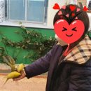 앵무새카페 플레이버드 네이버블로그