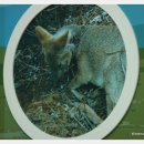 부산야생동물치료센터 이미지