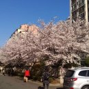 앞산강아지 이미지