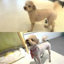 운정 멍발소 이미지