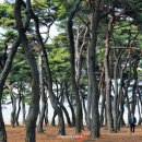 푸른소나무