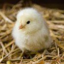 착한오리 이미지