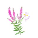 대지초 병설유치원 이미지