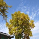 능주향교 은행나무 이미지