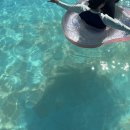 로로포레 이미지