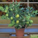 라임오렌지 이미지