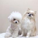 펫뷰티샵 페이보릿 이미지