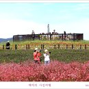 천일홍축제 이미지