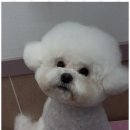 스타애견미용 이미지