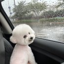 견공작소 | 아사히생캔맥주/견공작소 강아지미용/유부초밥 도시락싸기/멘야하나비 신사점 마제소바/자동변기세정제...