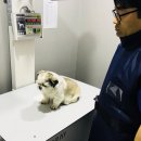 루이스24시동물병원 네이버블로그