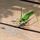 문경수예리오토캠핑장 이미지