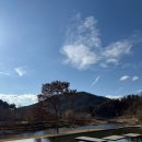 용문 애견 이미지