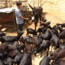 갈비고을 이미지