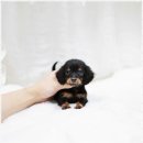 더독스 강아지분양 서울 | 희귀견 분양 가격 흐름과 기준, 더독스 강아지분양 서울 가이드