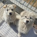 용인시 동물보호센터 이미지