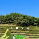 다향샵 | [보성 여행] 보성다향대축제 다녀온 후기 (주차, 먹거리, 체험 총정리)