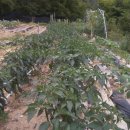 장동농장 이미지