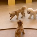 루루퍼피 이미지