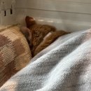 서울동물병원 이미지