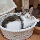 라라쉼터 이미지