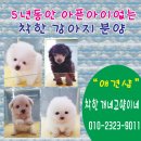 동물사랑애견샵 이미지