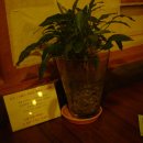 마당곤드레밥 이미지