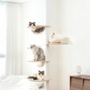 오로라 캣 이미지