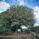 영평조록나무 이미지