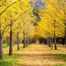 은행나무목장 이미지