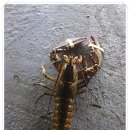 고고실내바다낚시 이미지