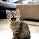 하태흥반려동물의료센터 | 김포동물병원 김포 씨엘동물의료센터 반려동물 건강검진 후기