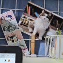 올더그라운드 | [강아지 미스트 추천]올더퍼리 미스트