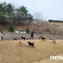 반려동물놀이터 이미지