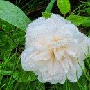 나오미세탁소 이미지