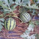 가장농장 이미지