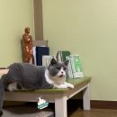 그랜비캐터리 이미지