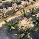 진용농장 이미지