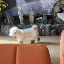 쌀피자 | "밀가루 NO" 부산 광안리 여행 코스로 추천하는 피자 맛집, 임실치즈쌀피자 솔직 후기