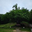 보석사로 | 금산 보석사 : 1,100년 은행나무와 전나무 숲길이 주는 위로