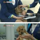 동물농장 이미지