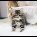 아담스펫 강아지분양 고양이분양 강남점 이미지