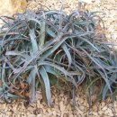 알로에(ALOE)