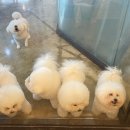 그루밍마벨 이미지