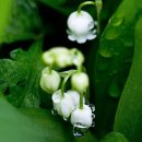 아침이슬 이미지