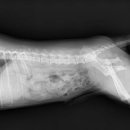 도화동물병원 이미지