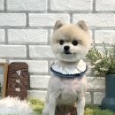 댕이 데이 이미지