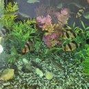 섬진강두부마을 | 전북 임실 맛집 섬진강두부마을 두부전골 두부 맛집 추천