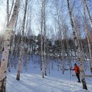 자작나무숲정상 이미지